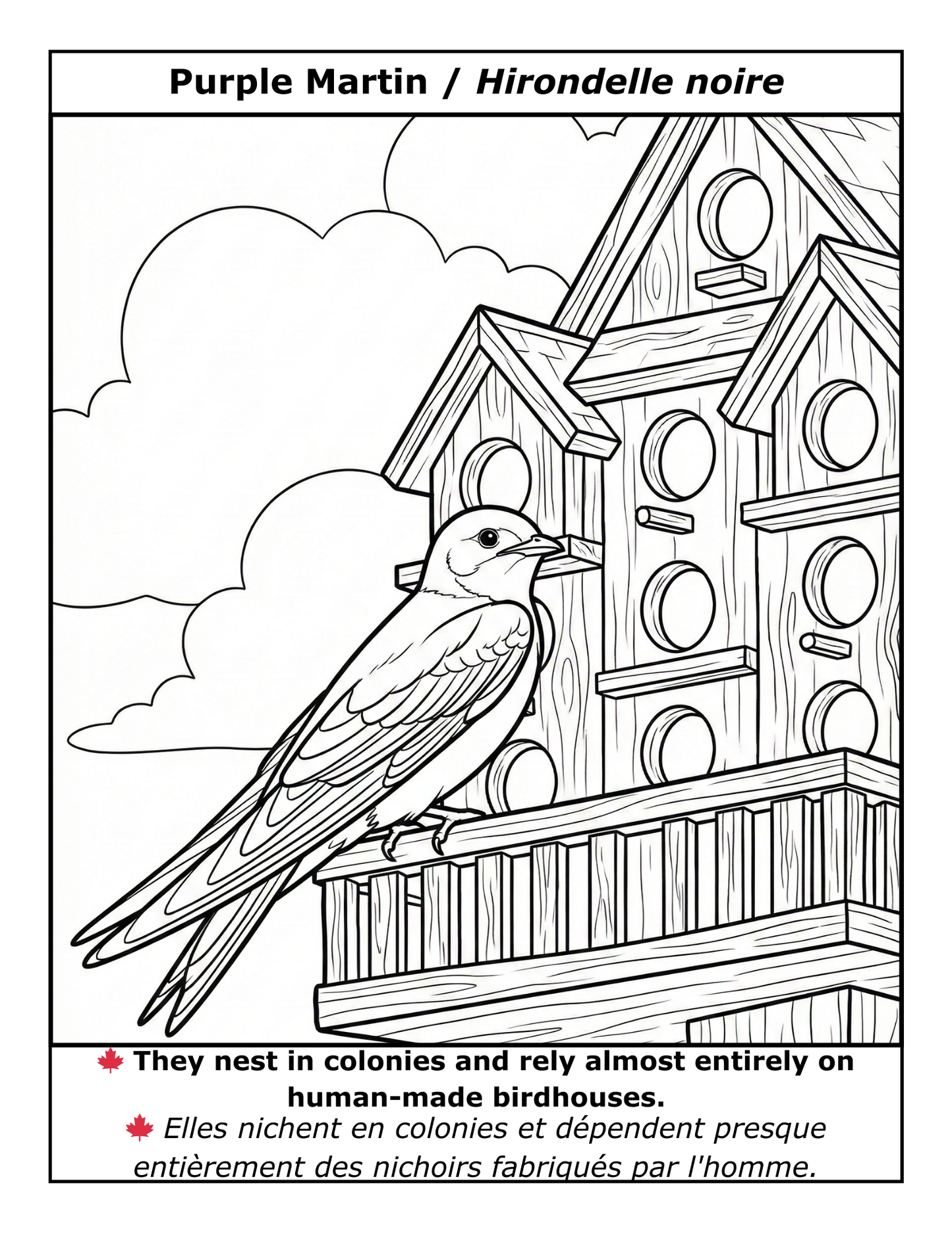 EASY LARGE PRINT BIRDS COLORING BOOK: 50 BILINGUAL ILLUSTRATIONS (ENGLISH & FRENCH) (PDF download)