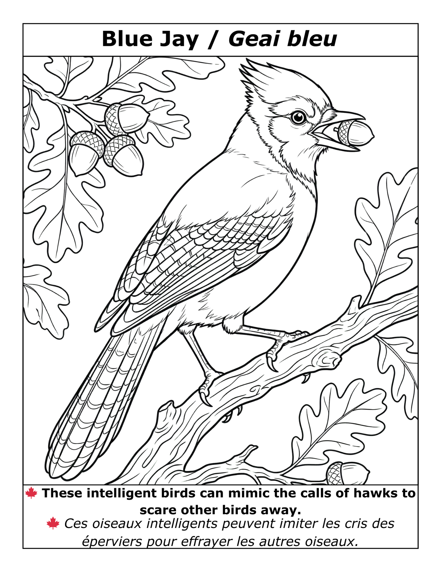 EASY LARGE PRINT BIRDS COLORING BOOK: 50 BILINGUAL ILLUSTRATIONS (ENGLISH & FRENCH)  (PDF download)