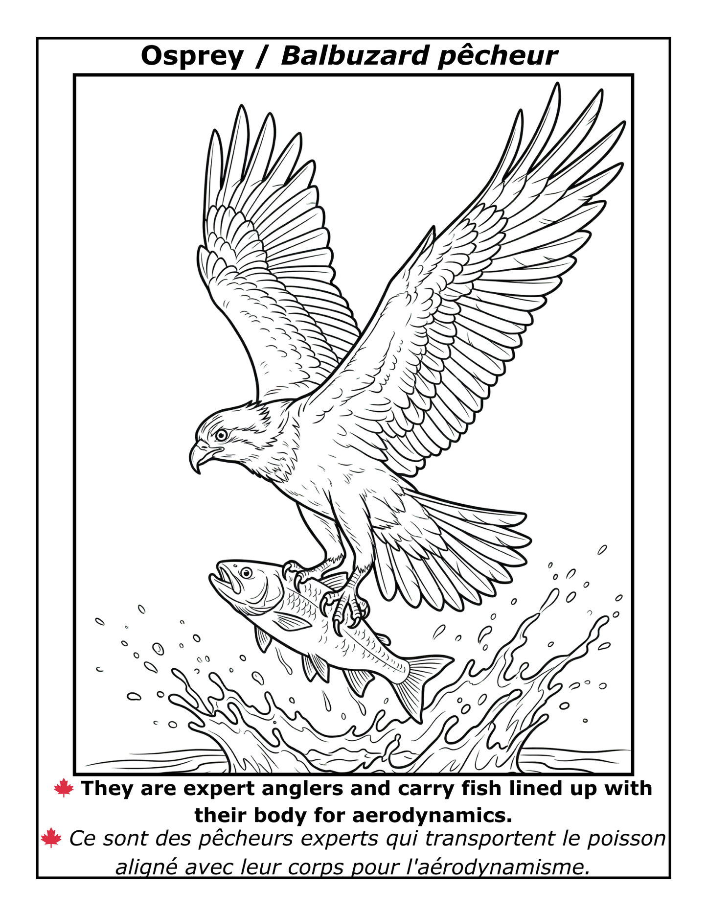 EASY LARGE PRINT BIRDS COLORING BOOK: 50 BILINGUAL ILLUSTRATIONS (ENGLISH & FRENCH)  (PDF download)