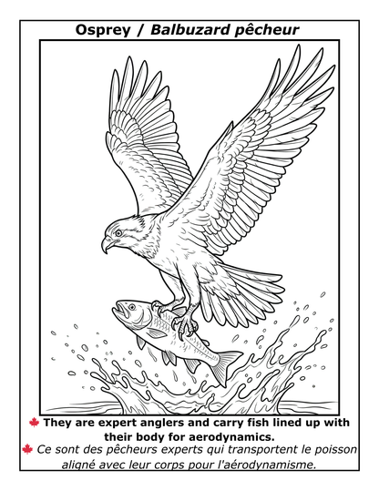 EASY LARGE PRINT BIRDS COLORING BOOK: 50 BILINGUAL ILLUSTRATIONS (ENGLISH & FRENCH)  (PDF download)