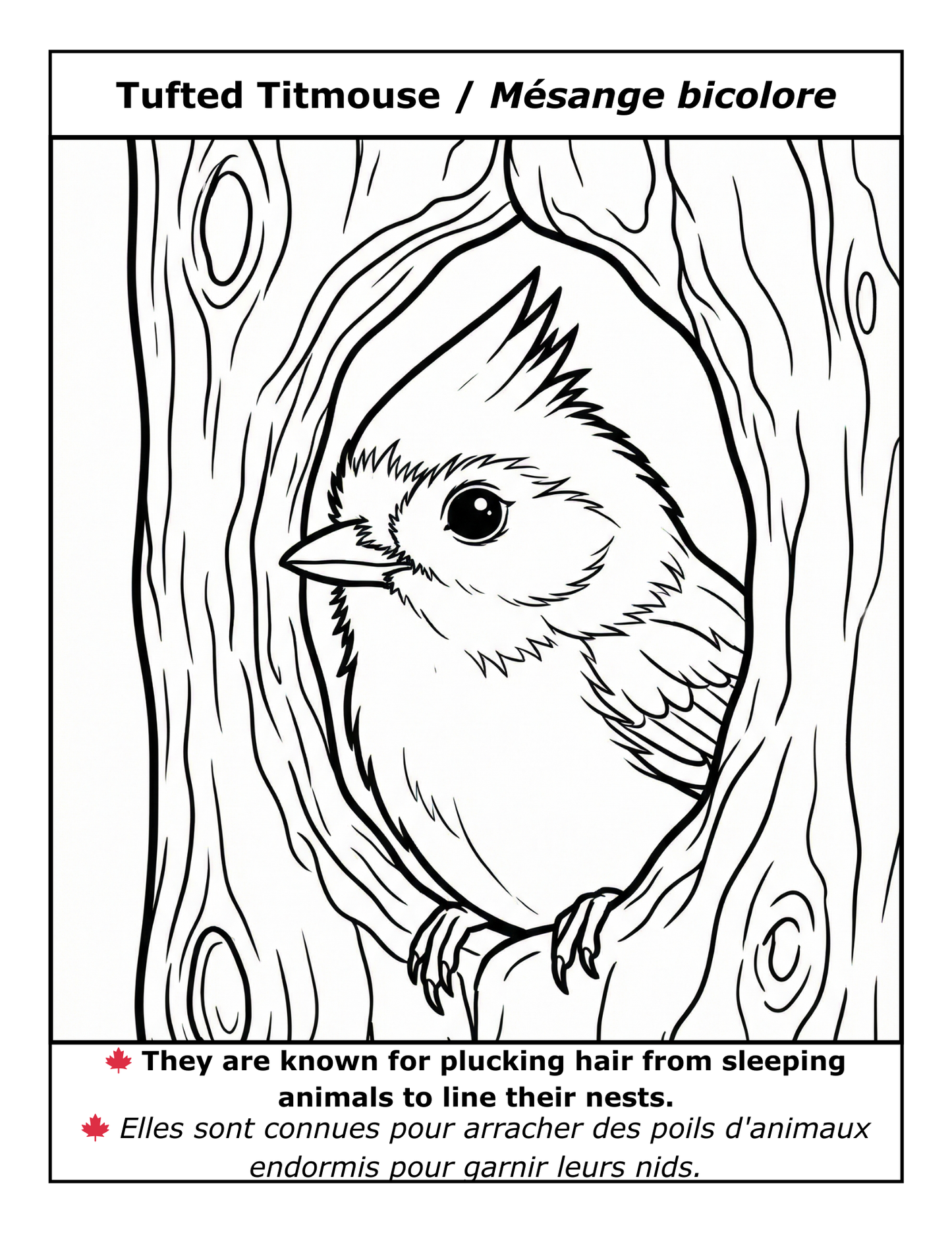 EASY LARGE PRINT BIRDS COLORING BOOK: 50 BILINGUAL ILLUSTRATIONS (ENGLISH & FRENCH)  (PDF download)