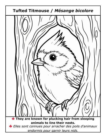 EASY LARGE PRINT BIRDS COLORING BOOK: 50 BILINGUAL ILLUSTRATIONS (ENGLISH & FRENCH)  (PDF download)