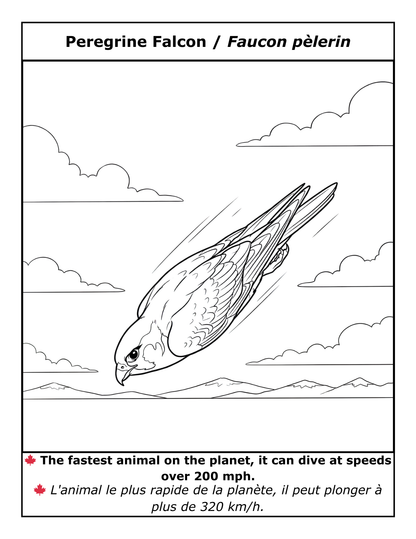 EASY LARGE PRINT BIRDS COLORING BOOK: 50 BILINGUAL ILLUSTRATIONS (ENGLISH & FRENCH)  (PDF download)