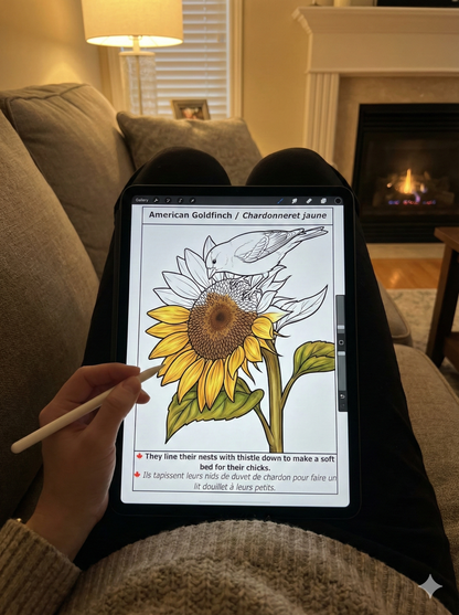 EASY LARGE PRINT BIRDS COLORING BOOK: 50 BILINGUAL ILLUSTRATIONS (ENGLISH & FRENCH)  (PDF download)